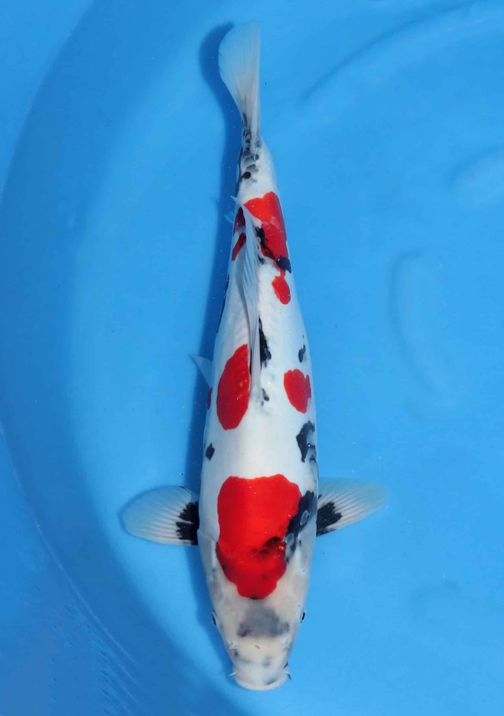 Doitsu Showa - 43 cm