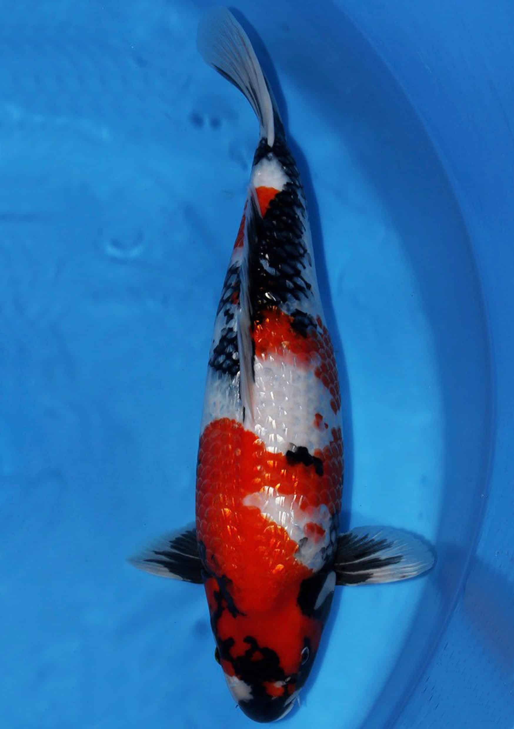 Ginrin Showa - 62 cm