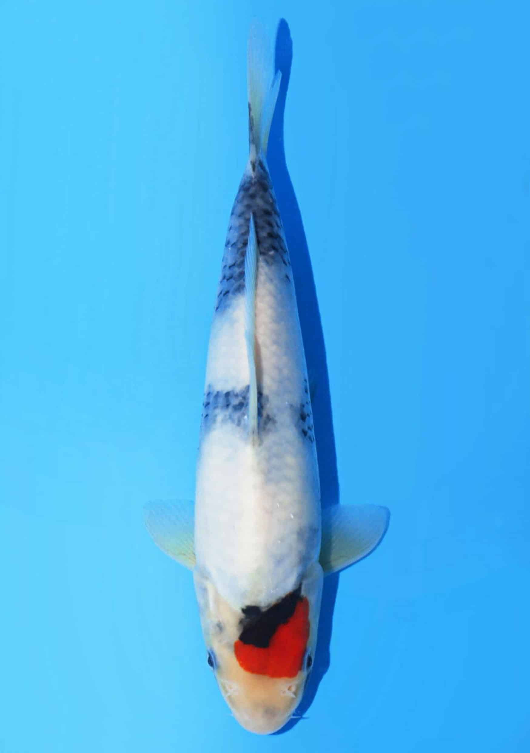 Tancho Showa - 30 cm