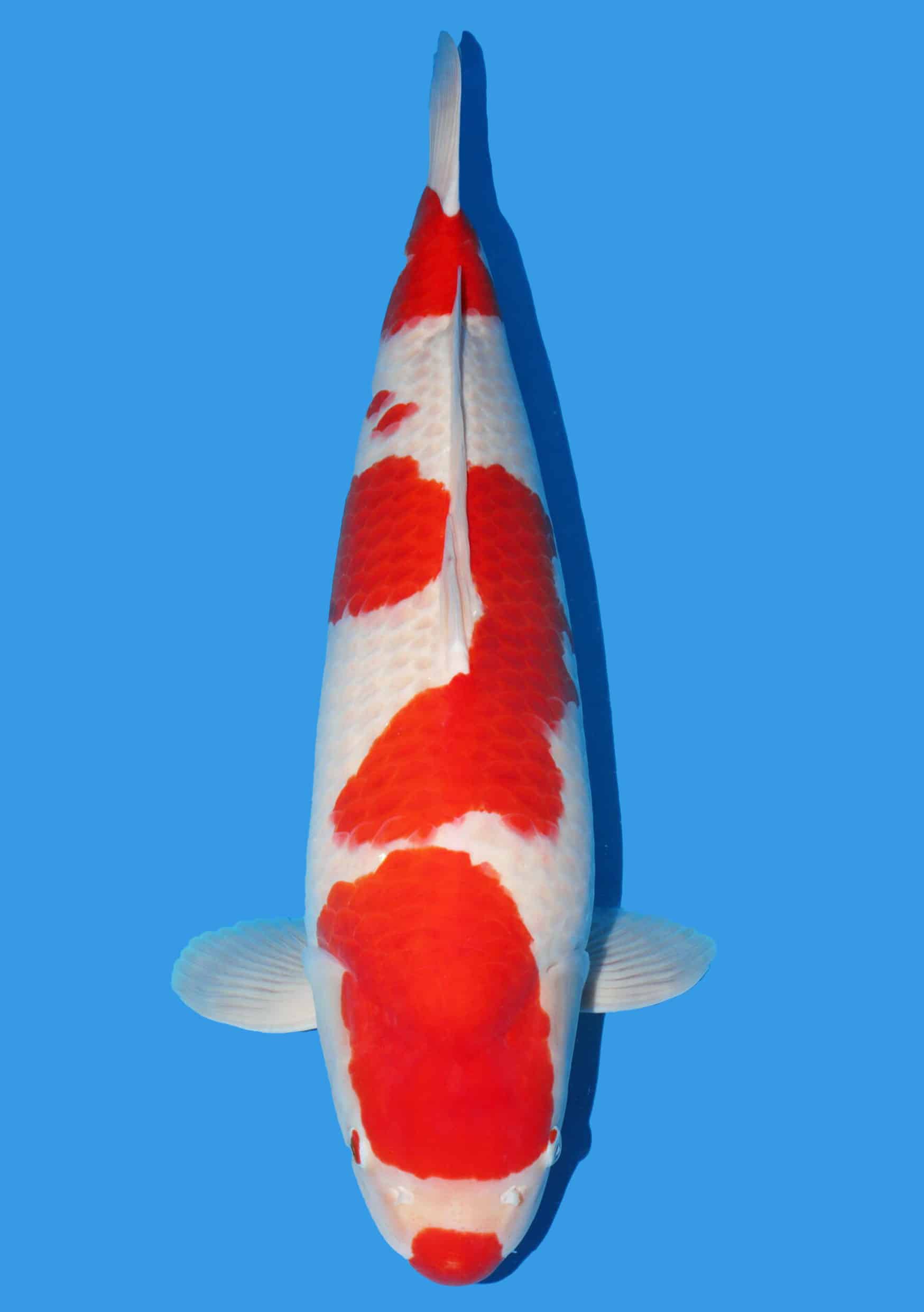 Kohaku - 80 cm