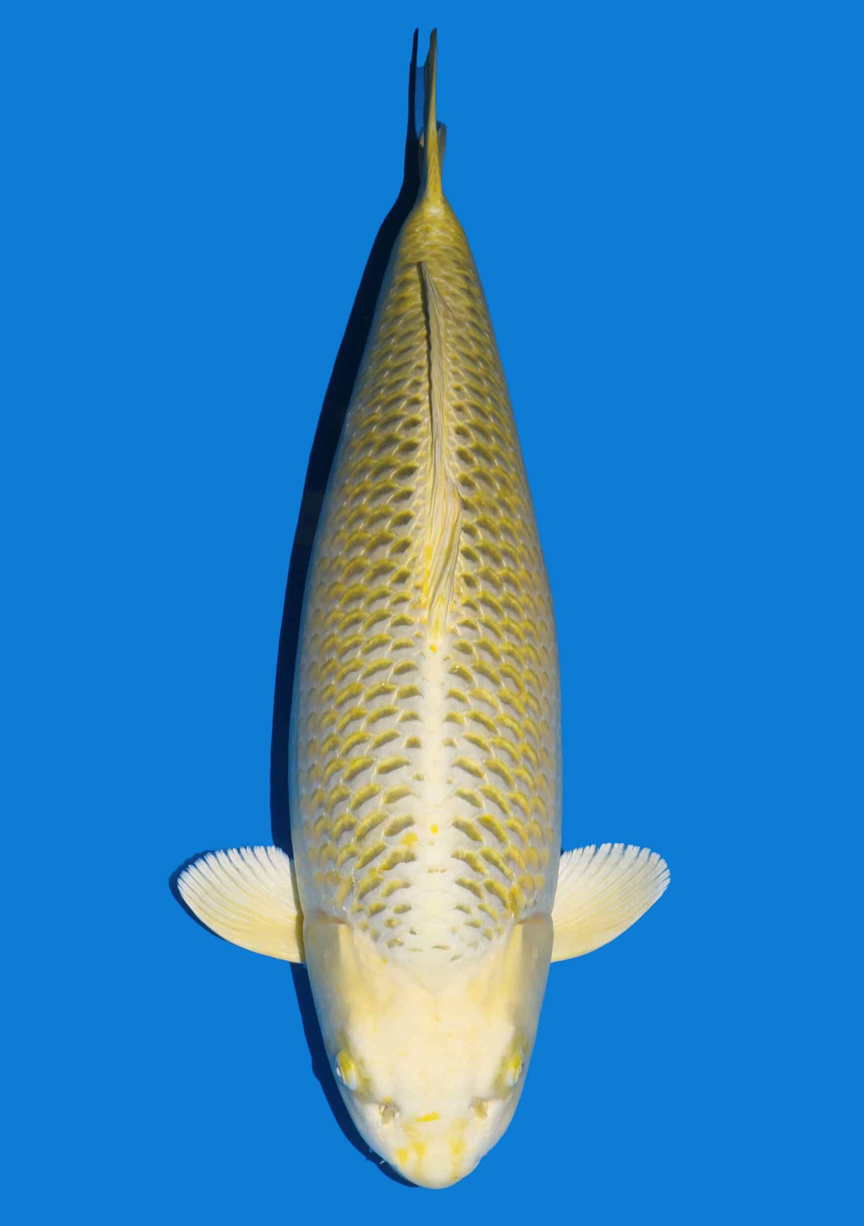 Kawari - 80 cm