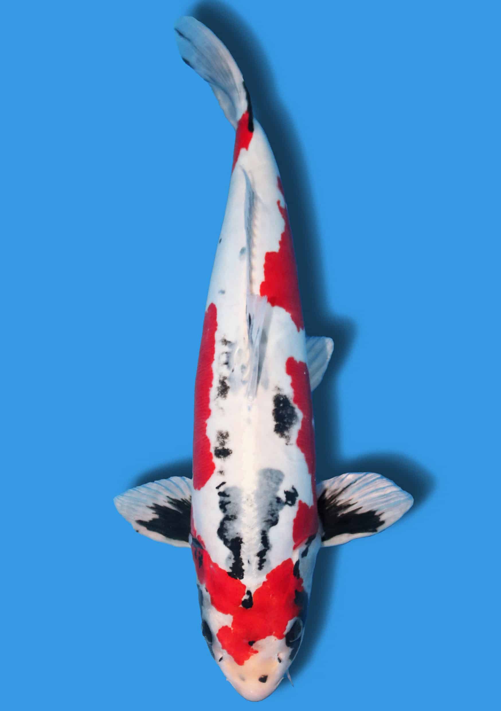 Benikikokuryo - 58 cm