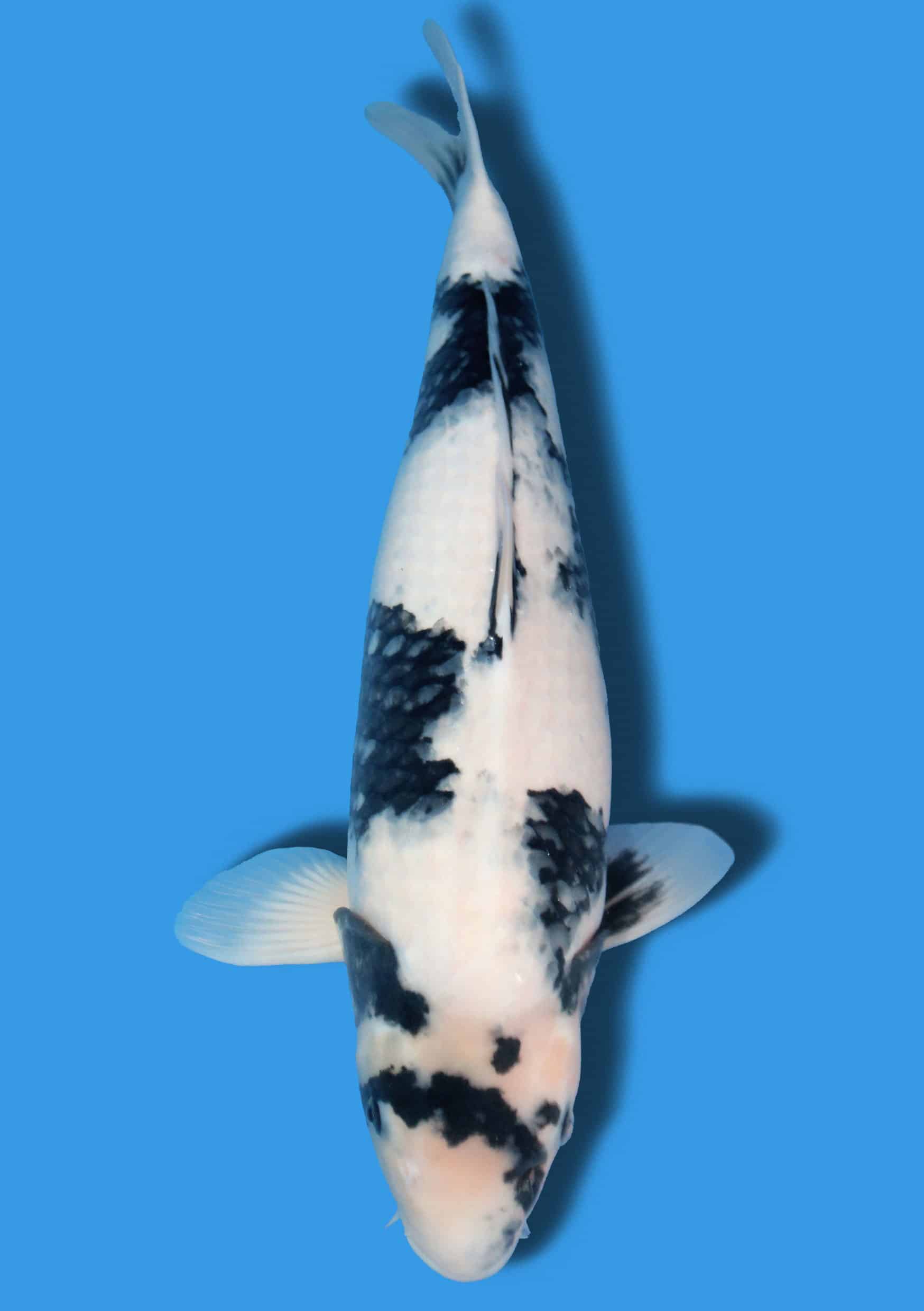 Shiro Utsuri - 65 cm