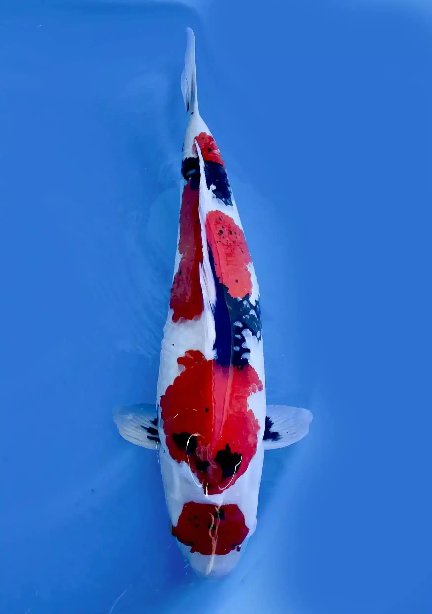 Showa - 65 cm