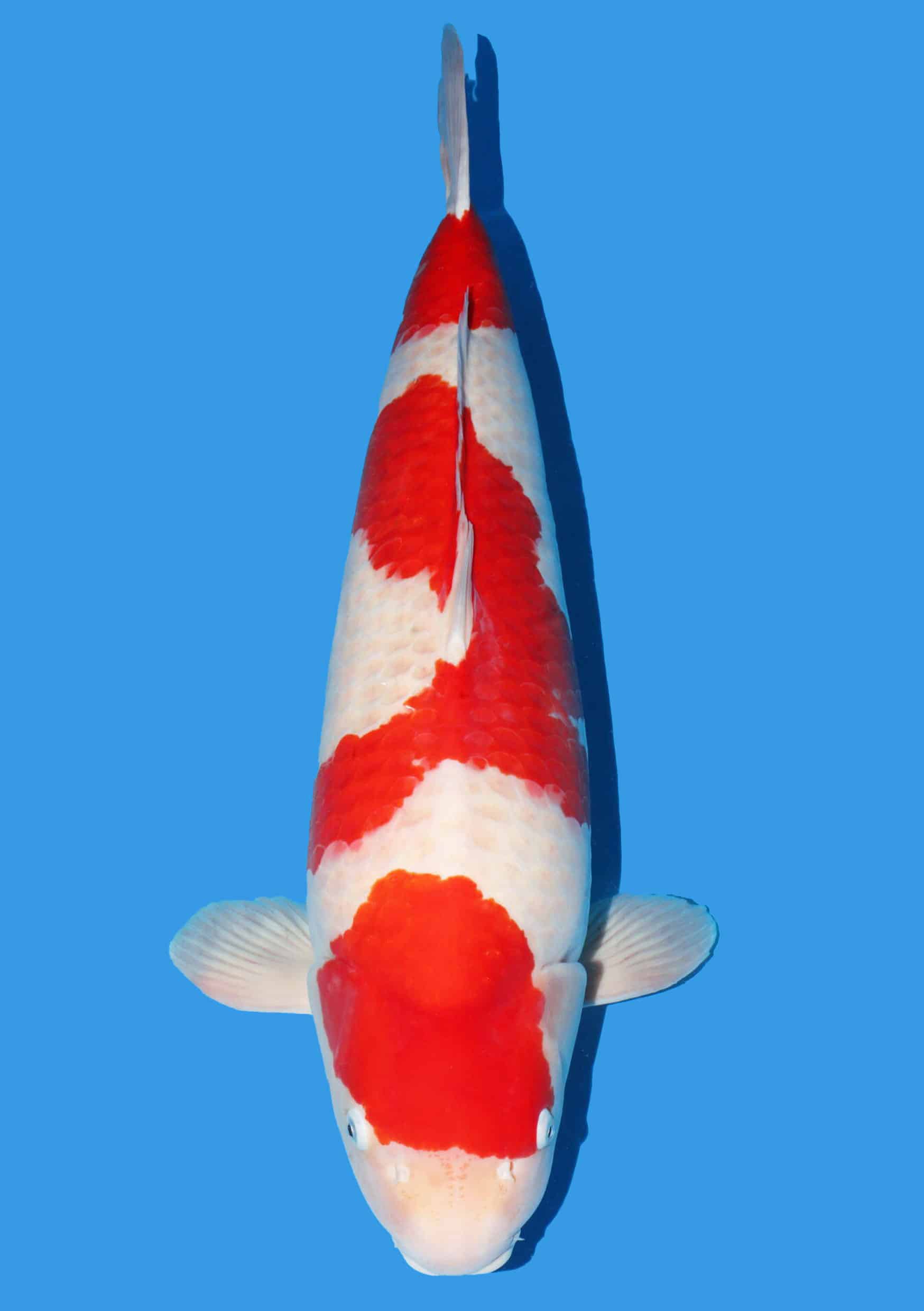 Kohaku - 83 cm