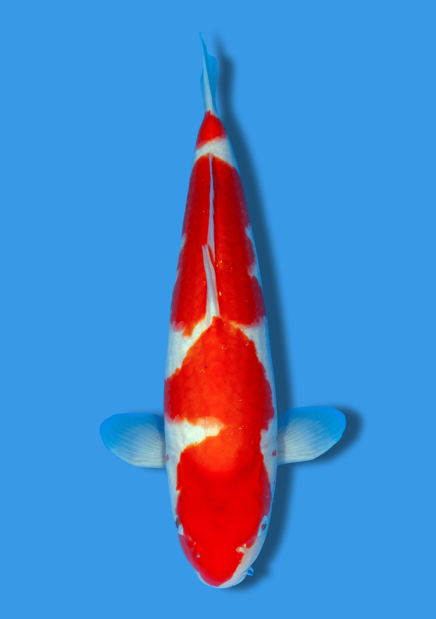 Ai Goromo - 48 cm