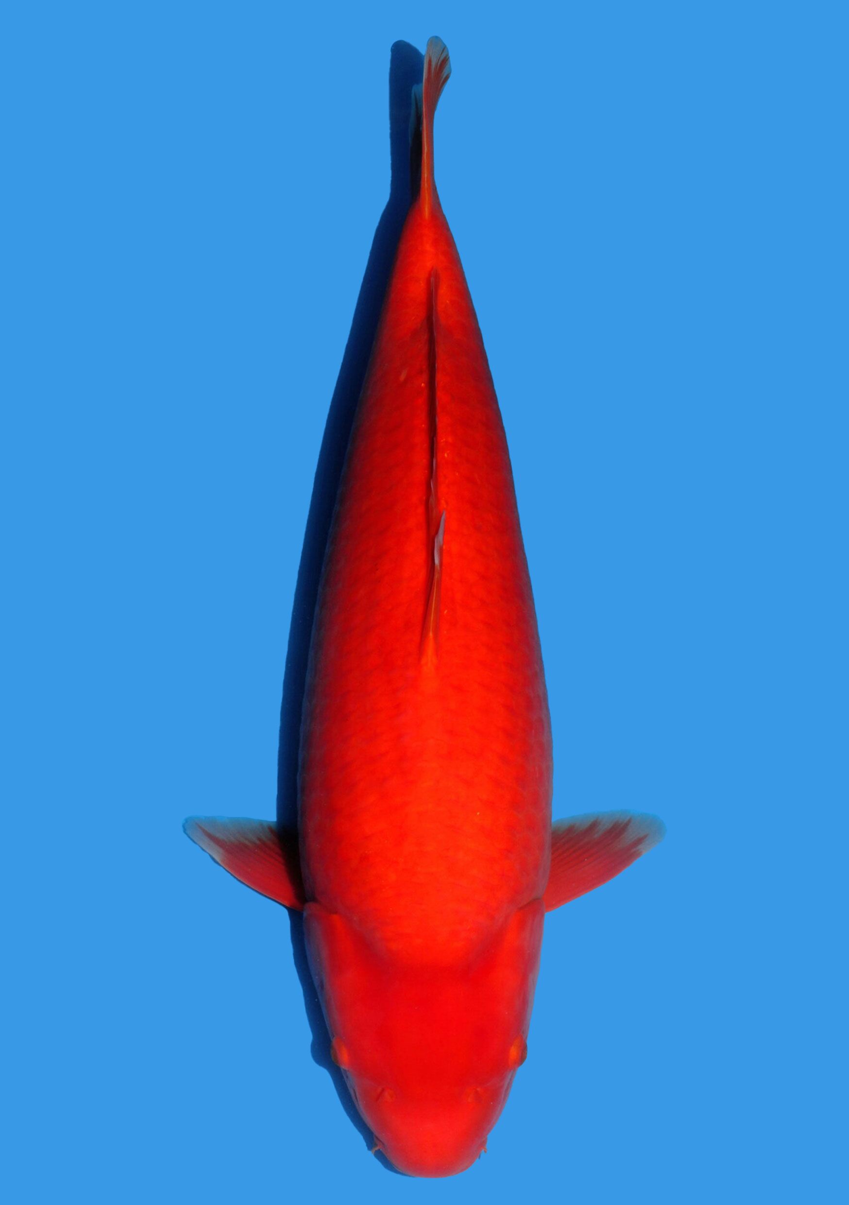 Benigoi - 61 cm