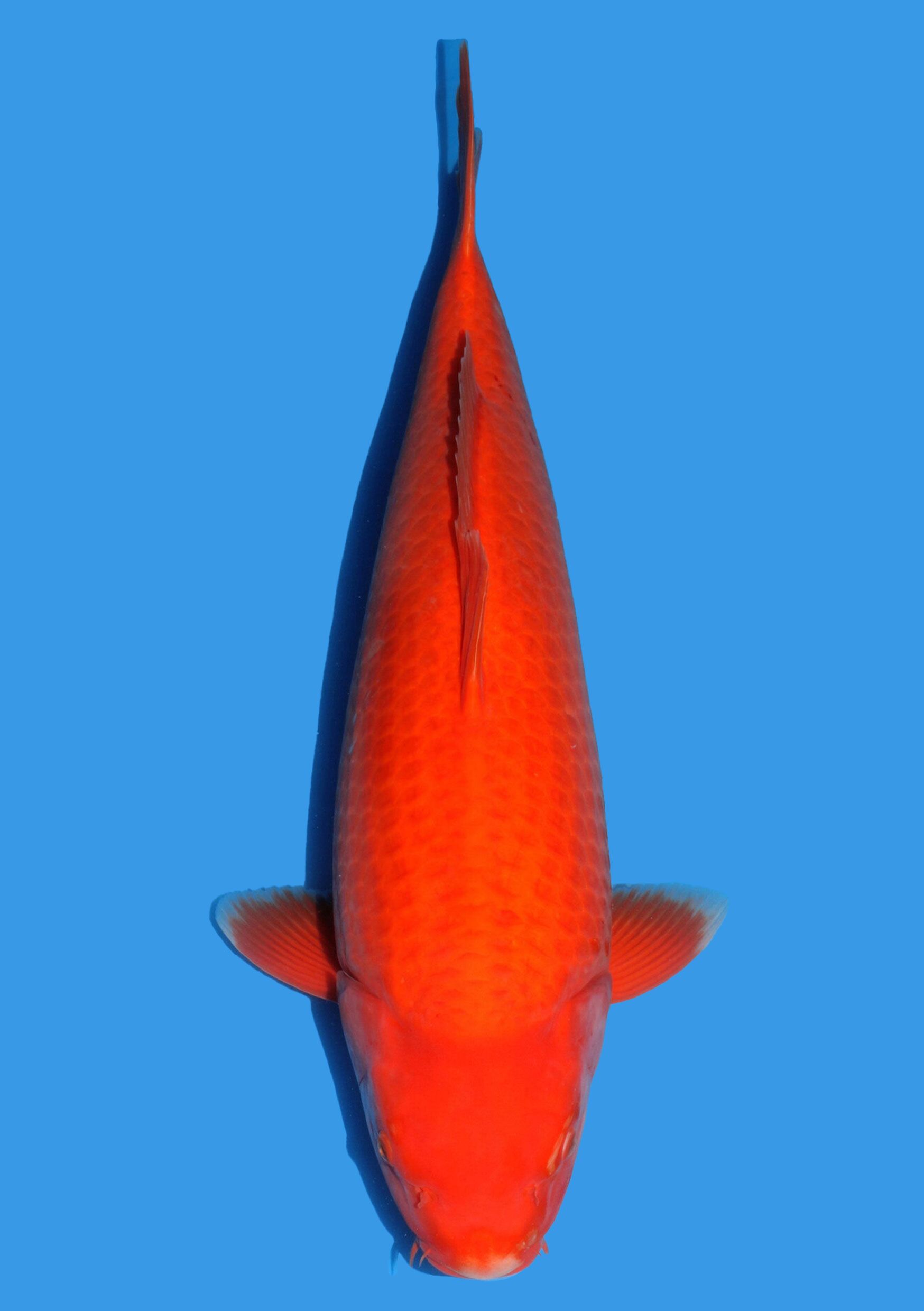 Benigoi - 63 cm