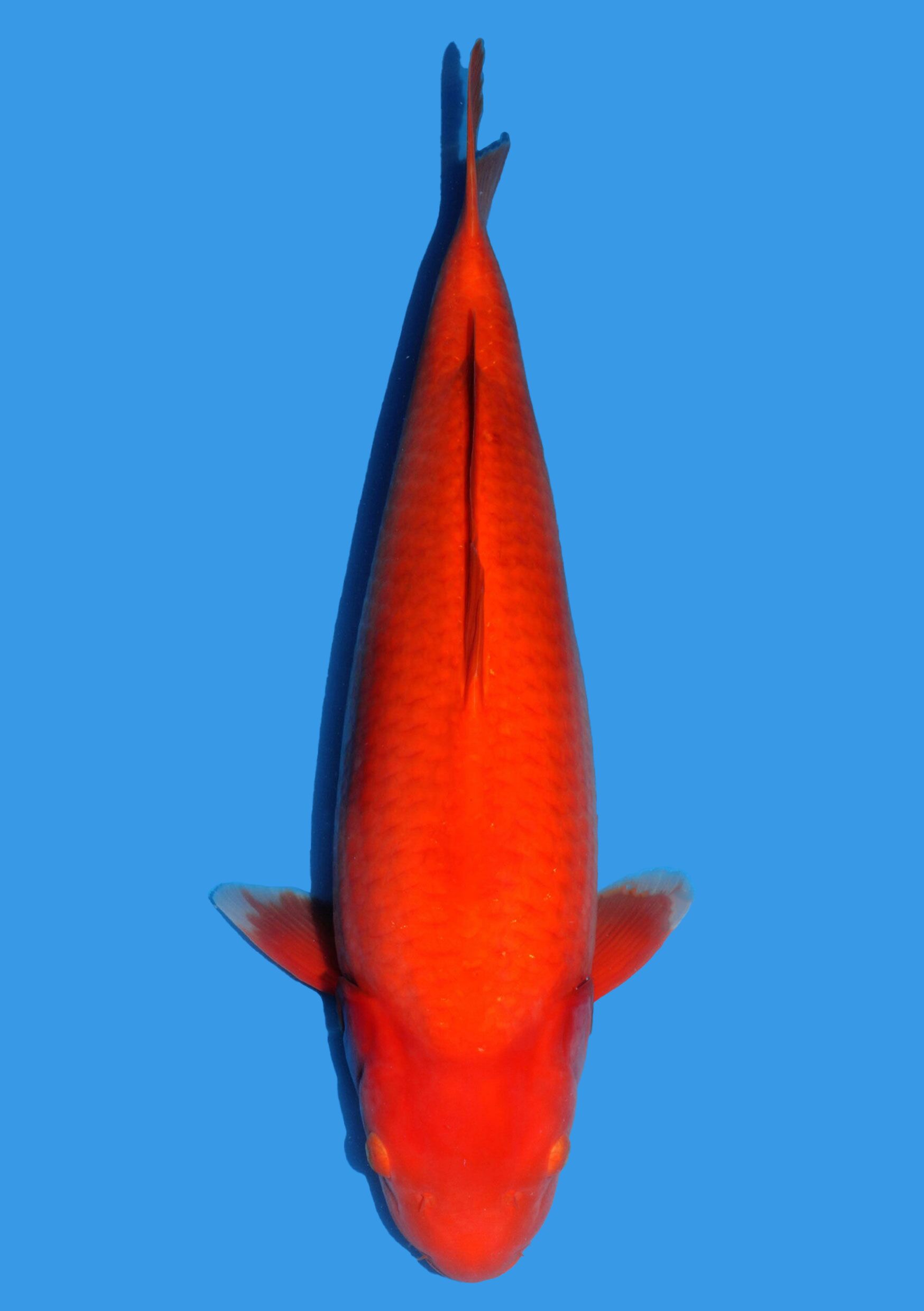 Benigoi - 63 cm