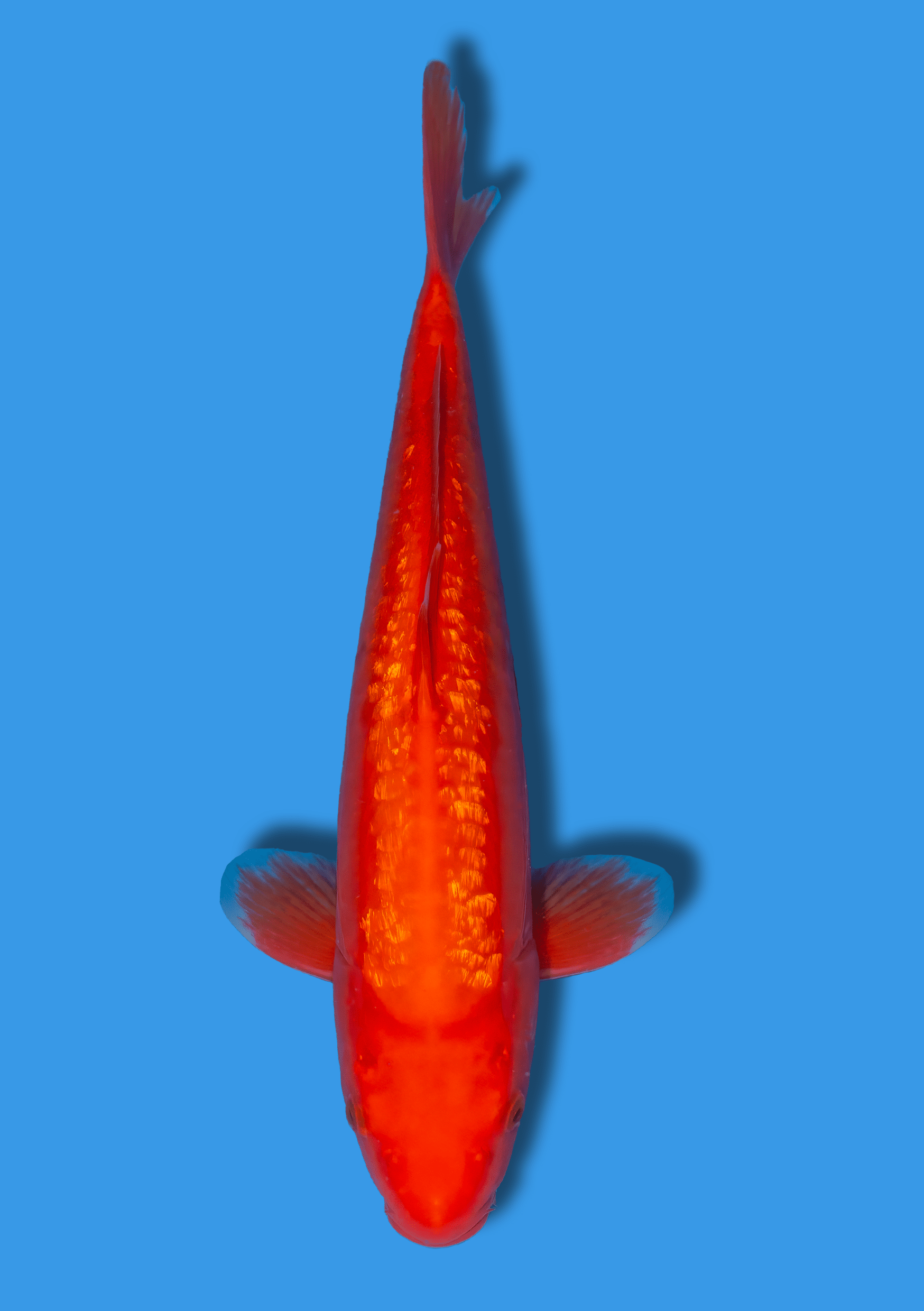 Doitsu Ginrin Benigoi - 46 cm